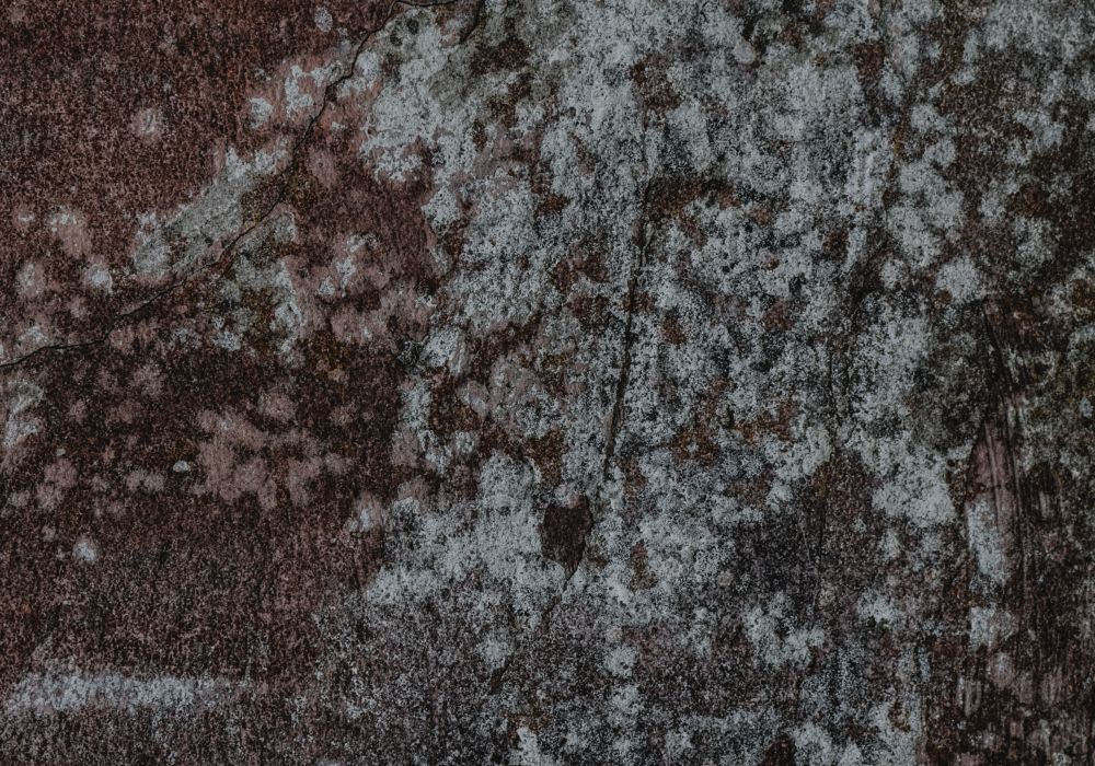 Mold Remediation service in Kansas City, MO